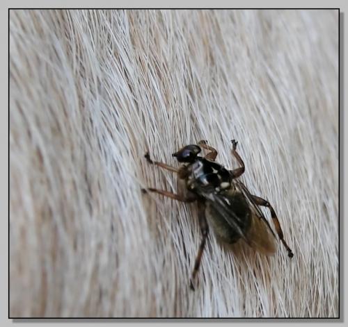 Hippobosca equina