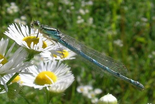 Coenagrion sp.