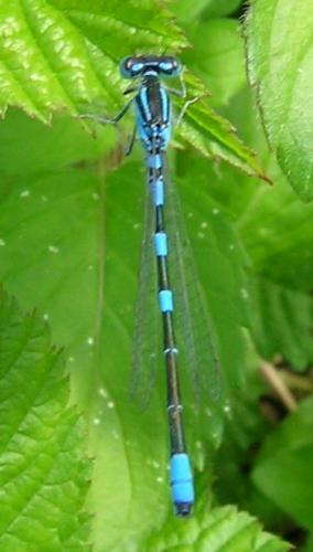 Réf. 3 375 : Coenagrion scitulum