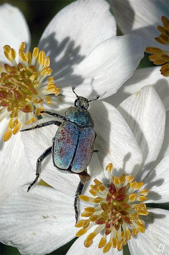 Hoplia argentea