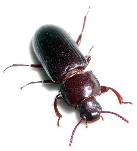 Tenebrio molitor
