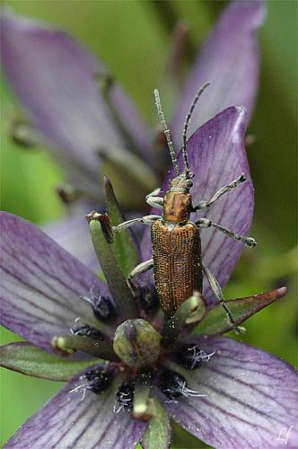 Réf. 3 158 : Plateumaris sericea