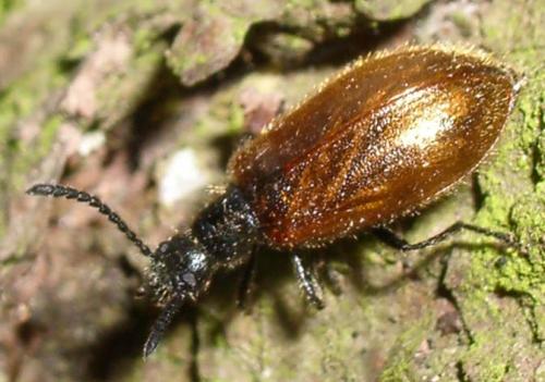 Réf. 3 487 : Lagria hirta