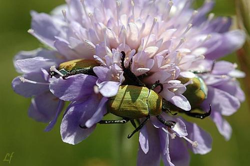 Hoplia argentea