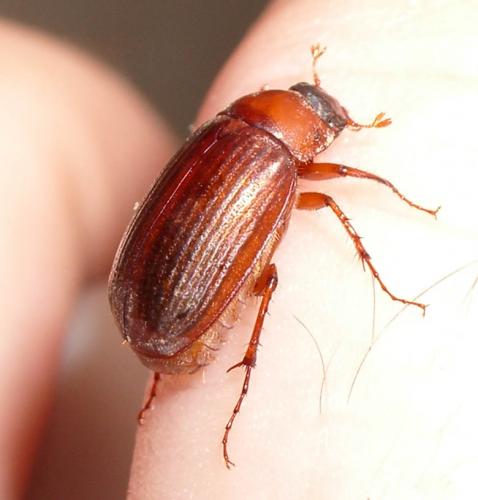 Serica brunnea