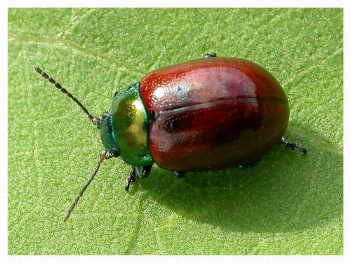 Réf. 3 880 : Chrysolina polita