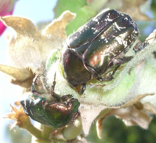 Réf. 3 797 : Potosia cuprea