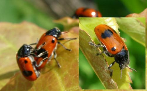 Clytra sp.