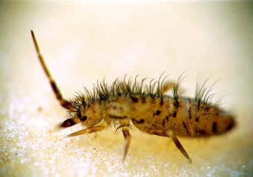 Réf. 3 187 : Orchesella villosa