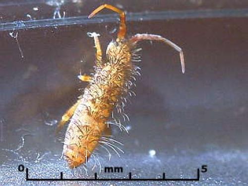 Réf. 3 188 : Orchesella villosa