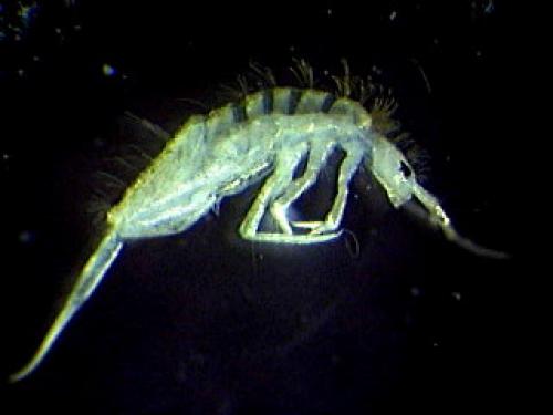 Réf. 3 186 : Seira domestica