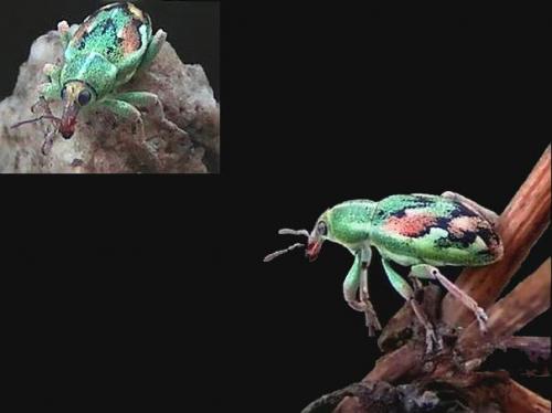 Réf. 3 071 : Coniatus tamarisci