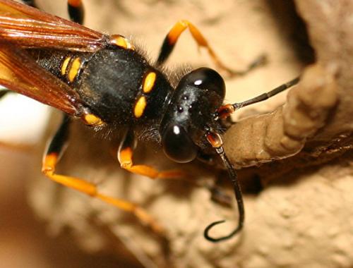 Réf. 3 200 : Sceliphron caementarium