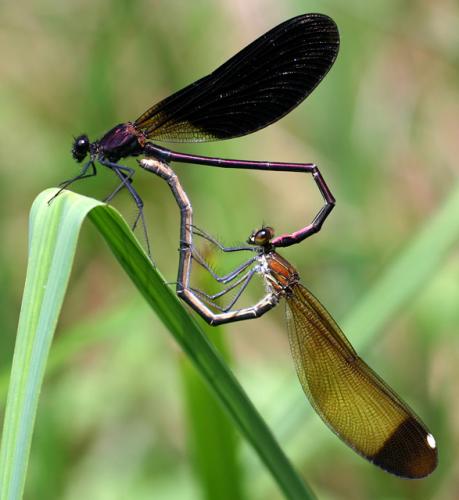 Calopteryx haemorrhoidalis