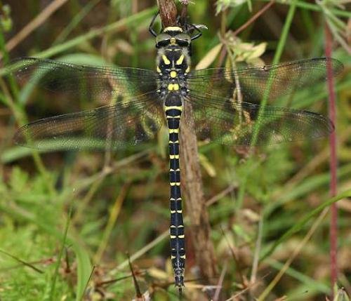 Cordulegaster boltonii
