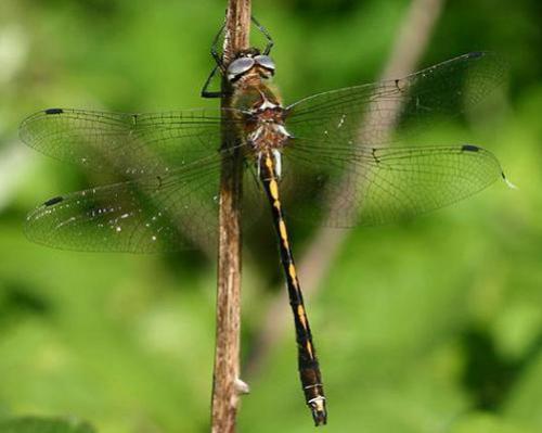 Oxygastra curtisii