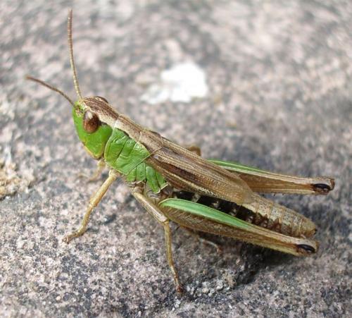 Pseudochorthippus sp.