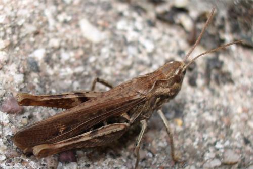 Chorthippus sp.
