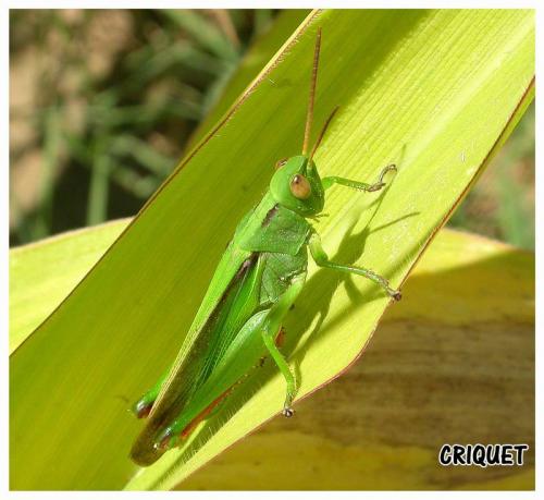 Paracinema tricolor bisignata