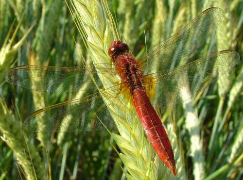 Réf. 3 020 : Crocothemis erythraea