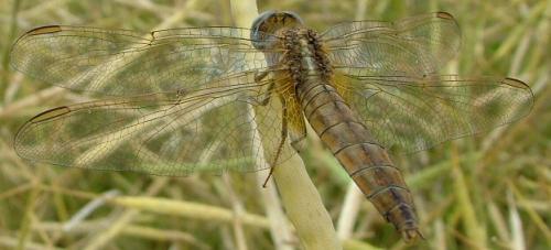 Crocothemis erythraea