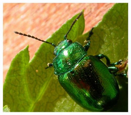 Chrysolina herbacea