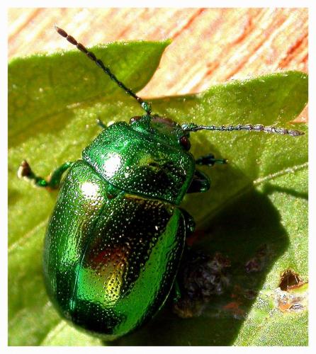 Chrysolina herbacea