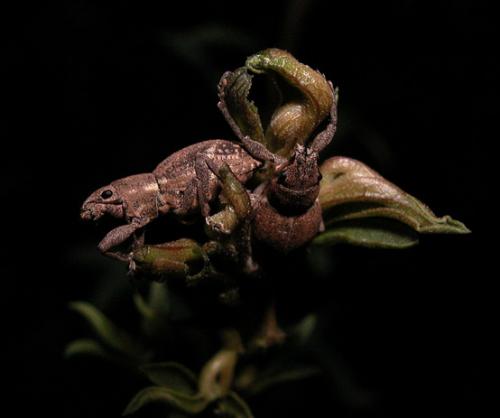Naupactus cervinus