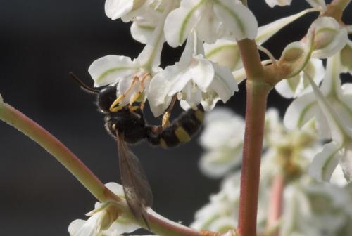 Réf. 3 019 : Cerceris sp.