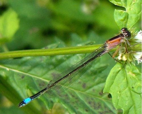 Ischnura elegans