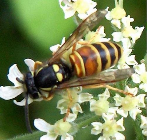 Réf. 3 874 : Vespula rufa