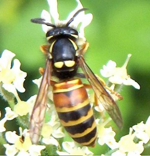 Réf. 3 875 : Vespula rufa