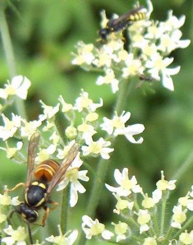 Réf. 3 876 : Vespula rufa