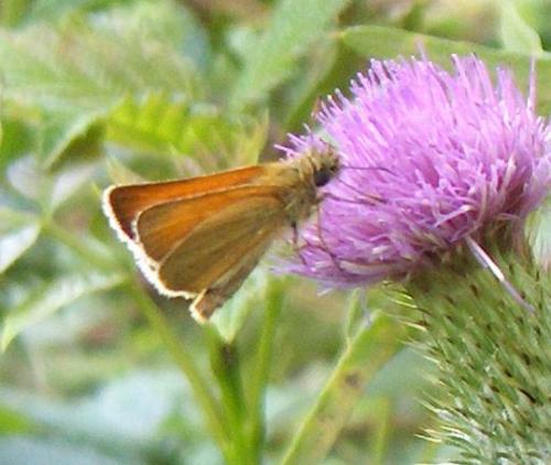 Thymelicus sp.