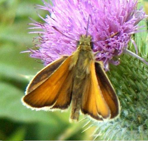 Thymelicus sp.