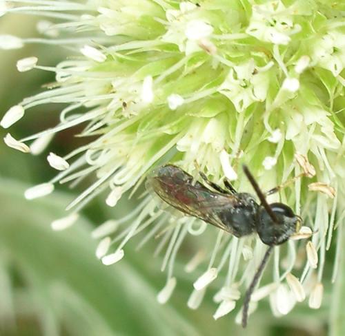 Lasioglossum sp.