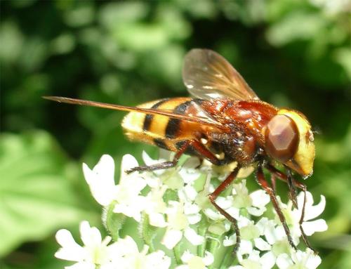 Volucella zonaria