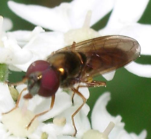 Melanostoma sp.