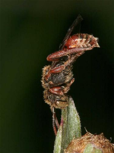 Nomada (furva)