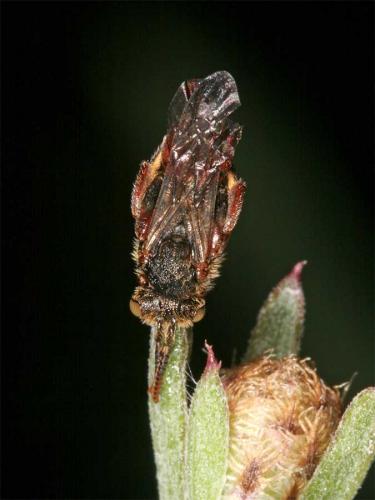 Nomada (furva)