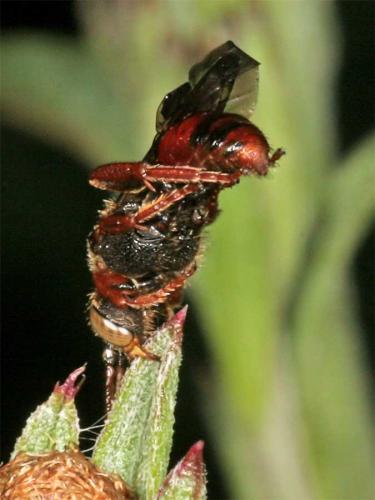 Nomada (furva)