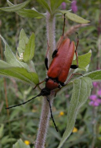 Stictoleptura rubra