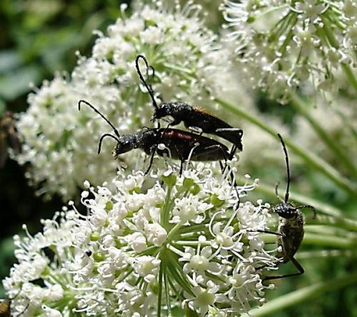 Stictoleptura fulva