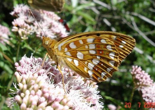 Argynnis adippe