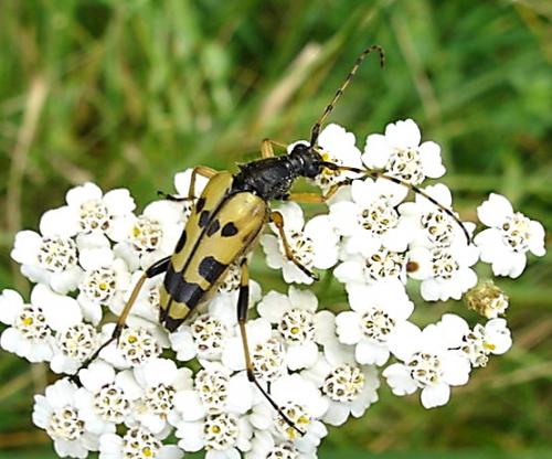 Rutpela maculata