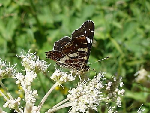 Araschnia levana