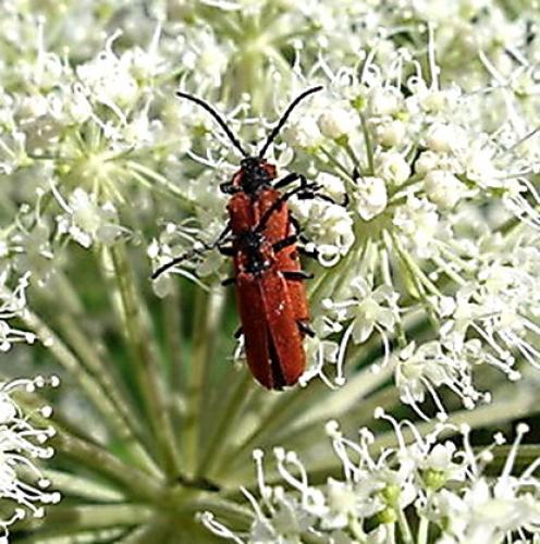 Réf. 3 540 : Lygistopterus sanguineus