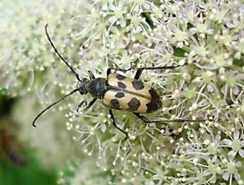 Pachytodes cerambyciformis