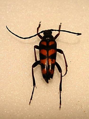 Leptura aurulenta