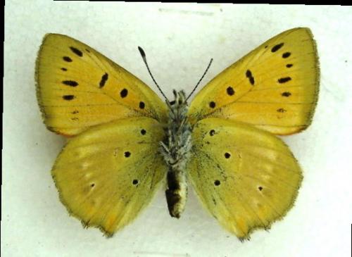 Lycaena virgaureae